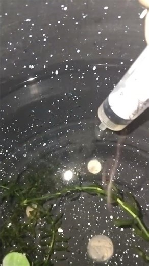 Feeding baby fish with egg yolk