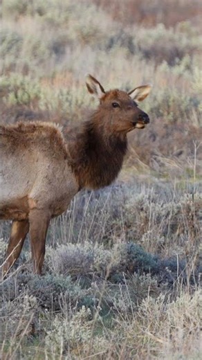 Own a piece of God’s Wyoming—limited edition elk prints,
