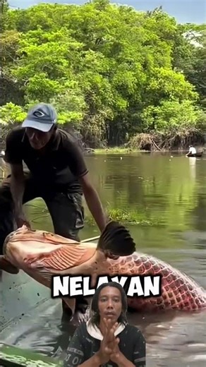 fishermen catch arapaima
