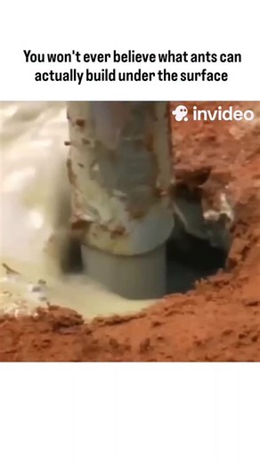 How Do Things Work on Instagram: "When scientists poured cement into an abandoned ant colony and later excavated the hardened structure, they uncovered one of nature’s greatest engineering masterpieces. Beneath the surface was a vast underground city—complete with ventilation shafts, intricate tunnels, vertical chambers, and precise transport pathways, all perfectly optimized for airflow, temperature control, and colony movement. What looked like random digging on the surface was actually a high