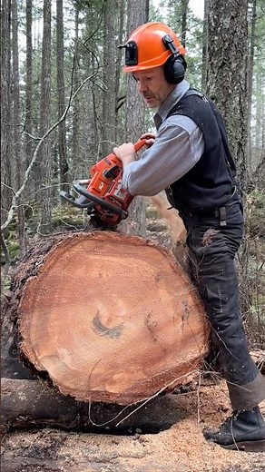 86er #1 #logger #firewood #timberfaller #buckin #husqvarna #chainsaw #bbr