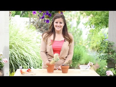 How to Root a Cactus
