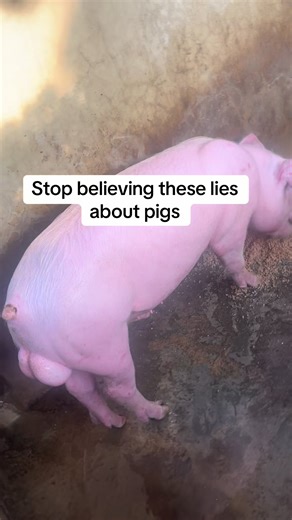 COMMON MYTHS ABOUT PIGS 🐖❌ Don’t let wrong information stop you from making money in pig farming. Pigs are not dirty, not smelly by nature, and definitely not a bad investment. The truth? Proper management changes everything. Follow me for practical pig farming tips for beginners and small-scale farmers. 👨‍🌾🐖 #pigfarming #LivestockFarming #animallover #farmlife
