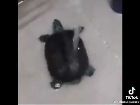 wash your bum bum meme. credit: turtlemusicvideo ⚠️ NOT MINE!