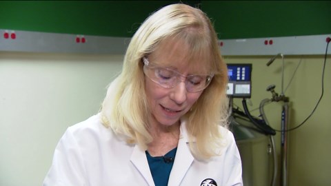 From extinction to existence: How frozen cells are reviving endangered species