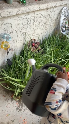 our little aloe Vera garden