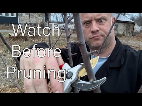 Watch Before Pruning Your Apple Trees! (Spur Bearing vs Tip Bearing Trees)