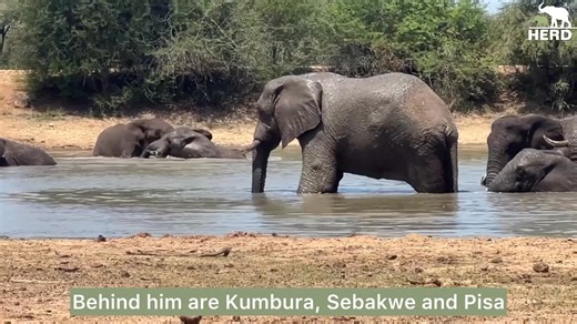 Carer Last has captured some great new scenes of life in the wilderness, with the elephants he helps to care for and protect each day. 💦 Watch as the herd come trunk to horn with two rhinos at the dam, before leaving and letting the rhinos win this round of musical dams. The elephants find a new waterhole and share it with a hippo and buffalo… anything just to get a cool drink and splash in between feeding and walking! | HERD - Hoedspruit Elephant Rehabilitation and Development