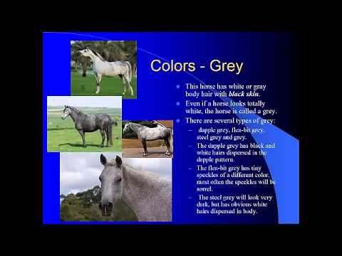 Equine coat colors