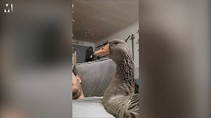 Man puts his pet geese in nappies and takes them to the pub
