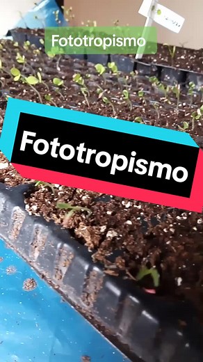 Entiende el Fototropismo: La Búsqueda de Luz en las Plantas