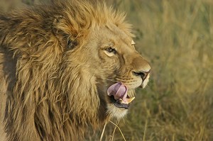 Mythbusting Ancient Rome – throwing Christians to the lions