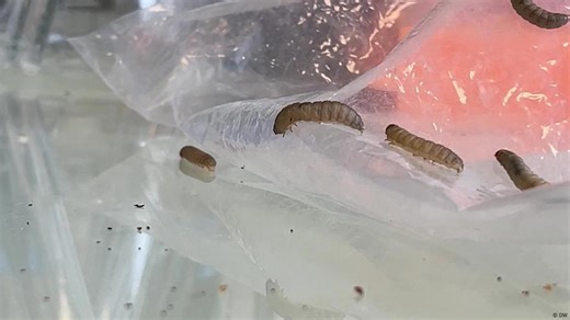 Worms to the rescue – using enzymes to tackle plastic waste