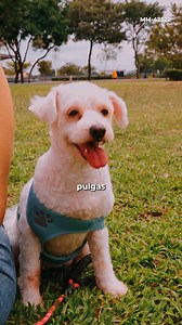 ¿Tu perro tiene pulgas o garrapatas? No esperes más. Simparica actúa desde las 3 horas contra pulgas y 8 horas contra garrapatas. 5 semanas de protección con una sola dosis 🛡️ ¡Y con sabor que le encanta! Consíguelo en tu veterinaria o tienda de mascotas favorita. #SimparicaEcuador #ProtecciónInmediata #MascotasFelices | Simparica Ecuador