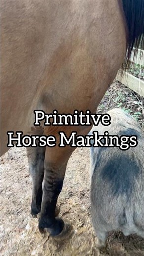 Horse With Highlights And Primitive Markings