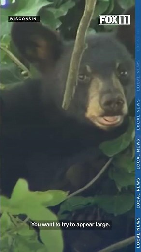 How to handle an unexpected bear encounter