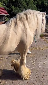 Amadeus, cremello stallion,gypsy vanner,a breed to dream of