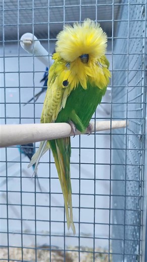 2025 Spangle A little nervous on the perch, this 2025 Spangle might not impress everyone at first glance. I imagine your first thought was, “Wow, what a bird!” — quickly followed by, “Oh, it’s only got one spot.” But think again. In my budgie rule book, it’s always budgie first. Forget the fault and look at the bird as a whole. Then ask yourself, What could I do with this bird? Perhaps I could find a heavily spotted partner to help improve the missing spots. That kind of project might take a bre