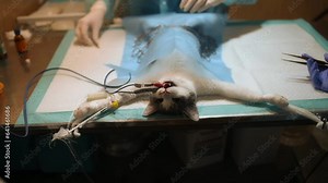 Veterinary clinic. Operation on a cat. Vets doing the operation for the cat on the operating table in a local clinic. Cat in a veterinary surgery.