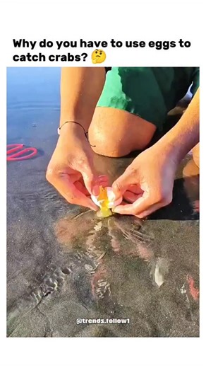 Films | Movies | Tv series on Instagram: "The post shares a viral video from Southeast Asia showing a beachgoer cracking raw eggs onto wet sand in shallow water, luring a burrowed crab to the surface with the yolk's protein scent for easy tong capture. This folk technique exploits crabs' scavenging behaviour, as studies on brachyuran olfaction confirm they detect amino acids in eggs from metres away, emerging rapidly to feed. With 437,000 views and 158 replies, the clip sparks amusement and deba