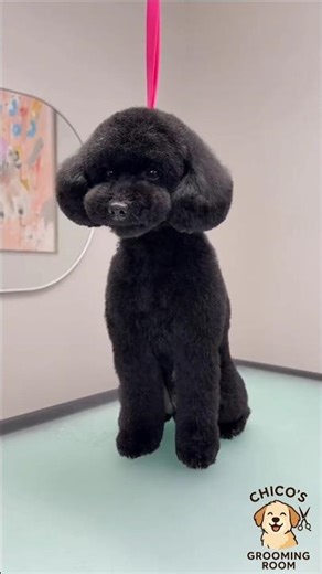 "Poodle Grooming ✂️🐩 | Stunning Before & After Transformation"