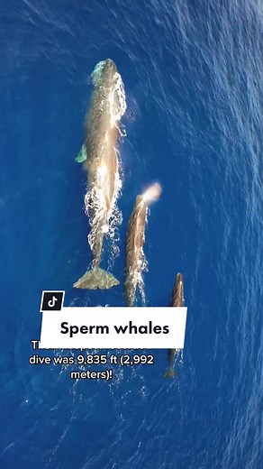 Giant Squid & Sperm Whale Encounter: Ocean Adventure