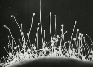 ‘The Life Cycle of the Pin Mould’: Time-lapse film of fungi from 1943