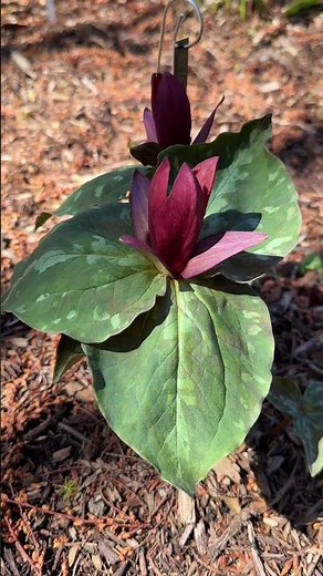 Trillium plants - learn how to grow and propagate these beautiful native perennials! #gardeningtips