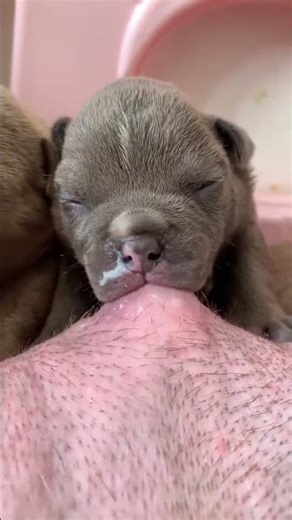 행복을 주는 강아지 / 幸せを運ぶ子犬 #KoreaPuppies #JapanDogs