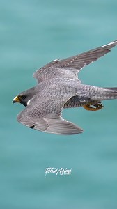 Male Peregrine Falcon aka Odin flying over his Kingdom . . . #falcon #peregrinefalcon #birdsofprey #odin | Ta2020photography