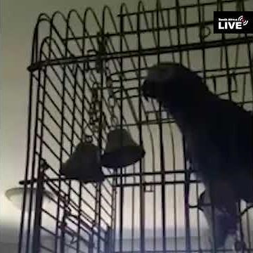 Parrot swearing in afrikaans. South africa