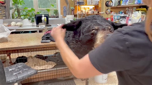 107K views · 2.4K reactions | Bat ears. Windmill. Dumbo. THE most...