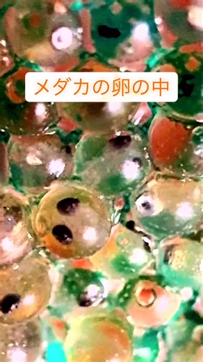 金澤文庫めだか|改良めだか飼育販売 on Instagram: "メダカの卵の中の目は、受精後3日目頃から形成が始まり、4日目には色づきはっきりと確認できるようになります。卵の中で成長する胚の視覚器官が発達することで、目が見えるようになります。 メダカの卵は、受精後数日以内に胚が急速に発育し、神経管や眼芽が形成されます。 2日目: 眼胞が形成され、肉眼でも薄く白い胚の位置が確認できるようになります。 3日目: 胚の形が大きく変化し、頭部と尾部の区別がつくようになります。この頃には目もできつつあります。 4日目: 目が色づき、はっきりと確認できるようになります。 顕微鏡🔬ほしいなぁ 笑😆"