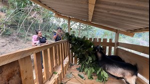 26K views · 706 reactions | Go buy goats to raise, put them in a new wooden barn, and get grass for the goats to eat | Family Farm Life | Facebook