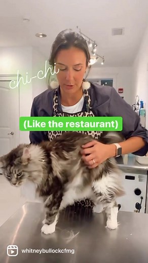 🏅Maine Coon Lion cut with my fave clippers of all time: km cordless FTW! 🙌 @wahlanimal #wahlclippers #wahlanimalambassador #mainecoon #lioncut #cat