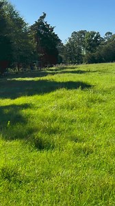 Our different section of the February hatch fowl | Dustin Murphy