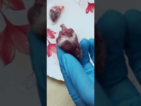 Dissection of Chicken heart