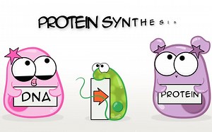 蛋白质的合成 Protein Synthesis (Updated)