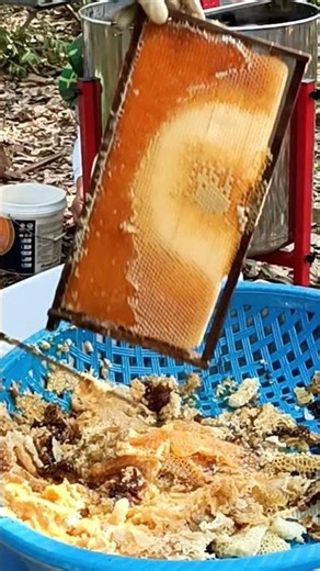 Honeycomb Close Up in HD Detail #honey #workerbee #beeharvest