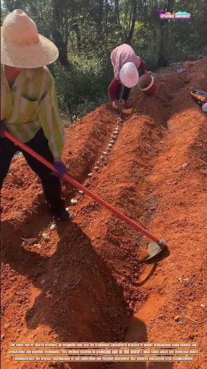 The Art of Manual Ginger Planting with Hoe Cultivation