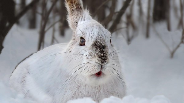 10 Facts About How Nature Adapts to Extreme Weather