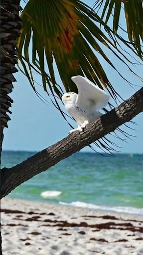 RARE WHITE Snow Owl Spotted in the Tropics!
