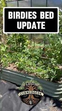Raised bed update asparagus peanut celtus currants passionfruit #garden #trending