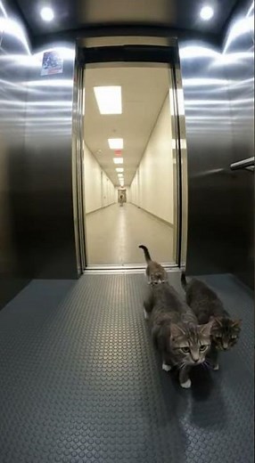 🐶🐱 Dog Chases Cats… Epic Playtime Chaos Caught #pets #playful #viral