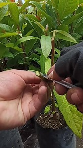 INJERTO EN TECNICA DE BISEL. El injerto en bisel simple consiste en hacer un corte en diagonal en el porta injerto y otro igual en la vareta. Ambos cortes deben tener el mismo largo para que encajen bien. Al unirlos, se busca buen contacto entre las capas internas y luego se encinta firme para evitar movimientos y entrada de aire. Es una técnica sencilla, ideal para principiantes y con buenos resultados cuando se ejecuta correctamente. #agriculture #Palta #hassavocado #campo #aguacate #fblifesty