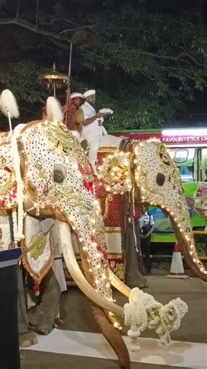 පාවඩය හදනකන් බලන් ඉන්න කන්ඩුල #perahara #kelaniya #kandula #traditional #elephant