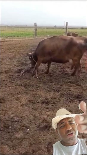 This cow gave birth to a little animal, it was stillborn, look at this mother's despair