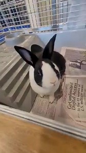 1.5K views · 71 reactions | This adorable Dutch rabbit is still available for adoption. She is about a year old and enjoys calm gentle love. Dutch rabbits are very sweet and good natured and make great family pets. | Spotsylvania Animal Shelter | Facebook