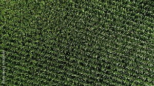 Unique, cinematic drone aerial shot rising above agriculture farm corn field. Prores file, shot in 4K.