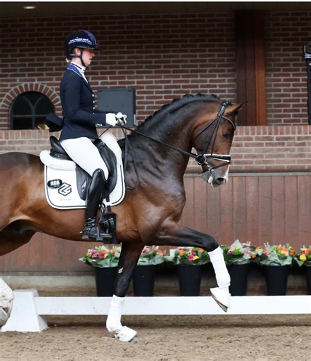 Introducing the New Dutch Breeding Stallion: Lord Siffredi